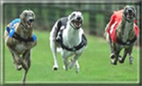 greyhound racing betting system|Greyhound Racing Software .